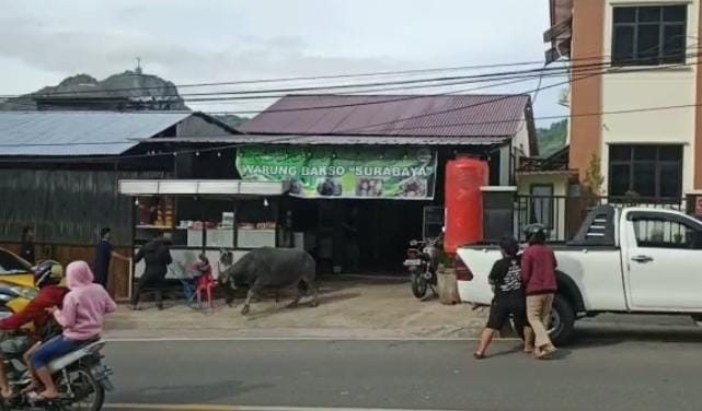 Kerbau Ngamuk, Seruduk Pengendara Hingga Masuk Warung Bakso di Mamullu 2 Kerbau Ngamuk, Seruduk Pengendara Hingga Masuk Warung Bakso di Mamullu