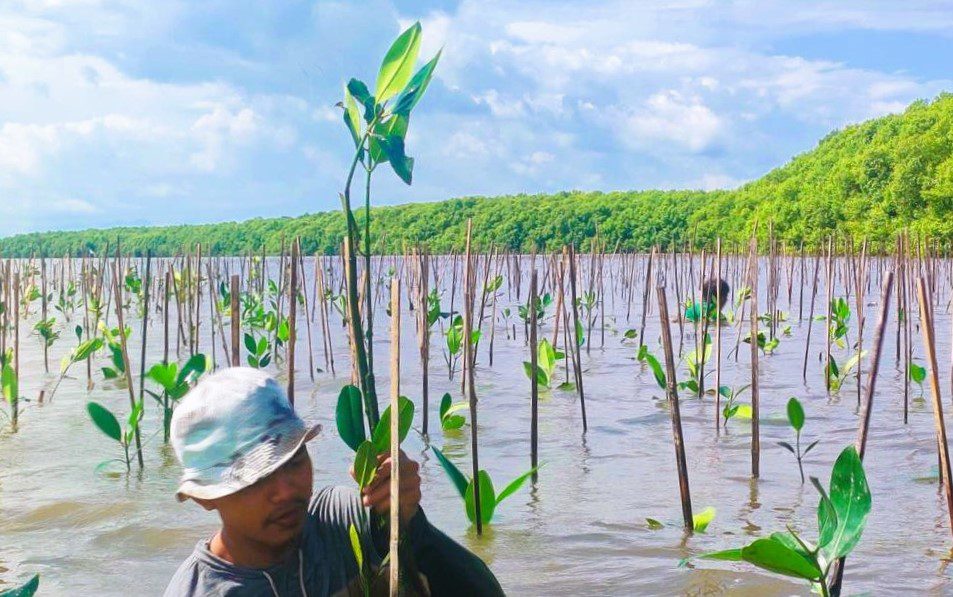Jaga Ekosistem Lingkungan, Pemprov Sulsel Tanam 39 Ribu Batang Mangrove di Desa Marannu Maros