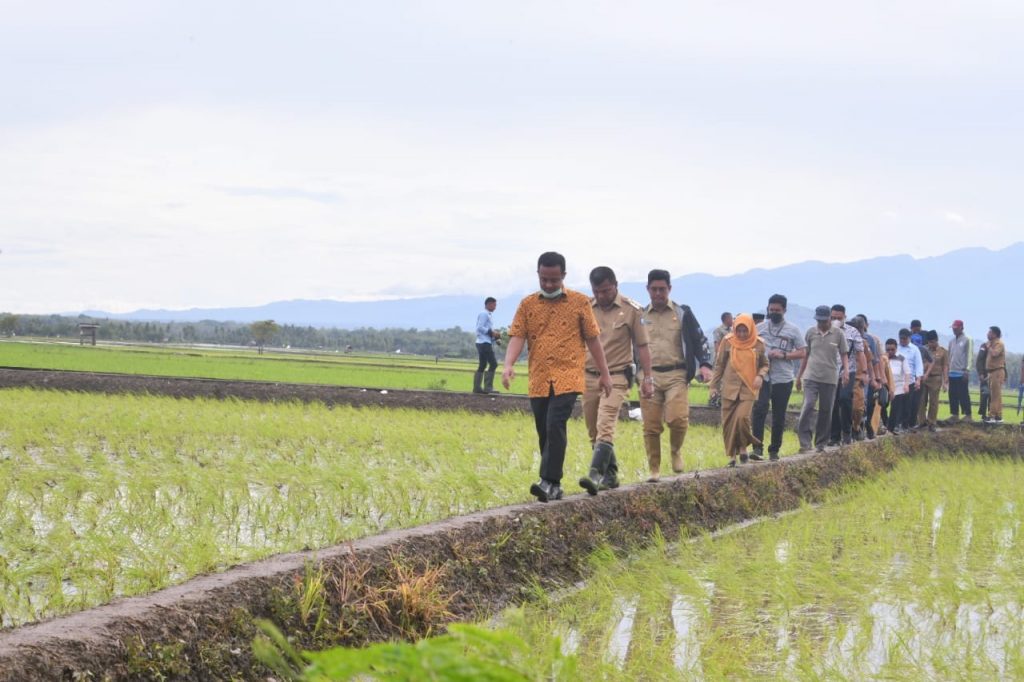 Gubernur Andi Sudirman Tinjau Sawah yang Tanam ‘Mandiri Benih’ di Lahan Pertanian Warga