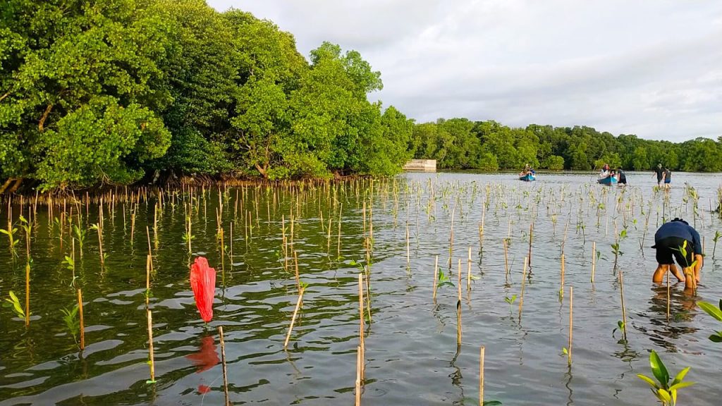 Program Gubernur Kembalikan Fungsi Mangrove, DKP Sulsel Tanam 10 Ribu Bibit di Borimasunggu Pangkep