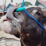 Hindari Cegatan Petugas, Perjual Pilih Jalur Tikus Distribusikan Kerbau ke Tana Toraja