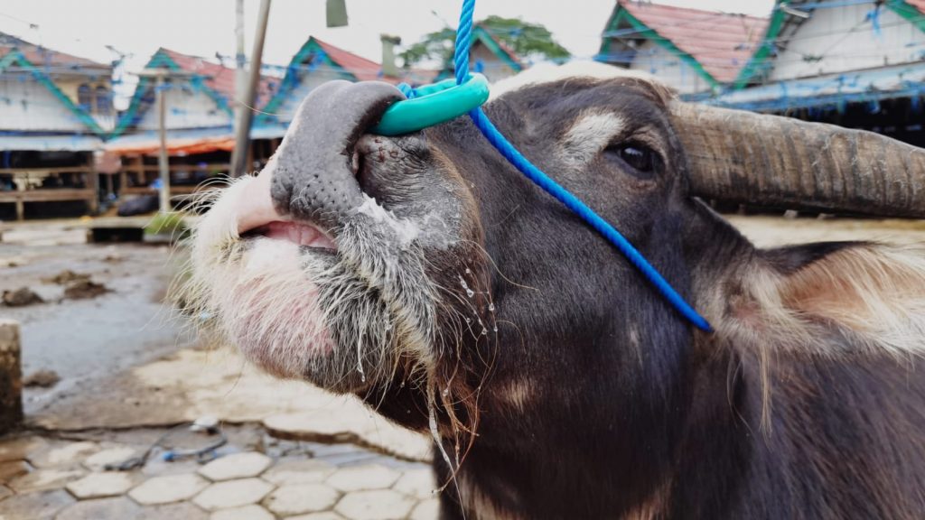 Hindari Cegatan Petugas, Perjual Pilih Jalur Tikus Distribusikan Kerbau ke Tana Toraja