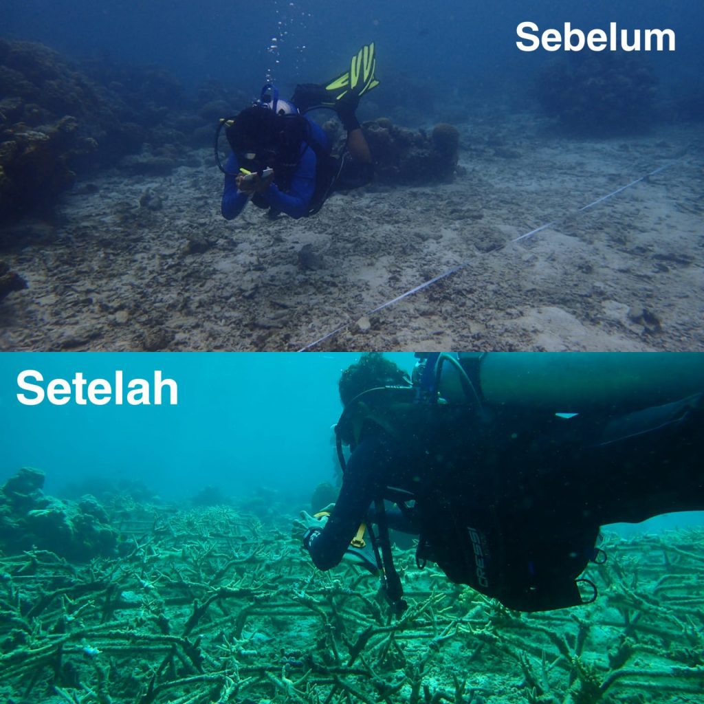 Kembalikan Keindahan Bahari Sulsel, DKP Rehabilitasi Terumbu Karang Pulau Salebbo Pangkep