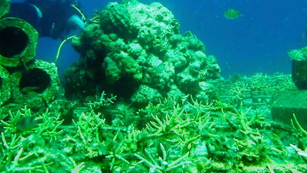 Kembalikan Keindahan Bahari Sulsel, DKP Rehabilitasi Terumbu Karang Pulau Salebbo Pangkep