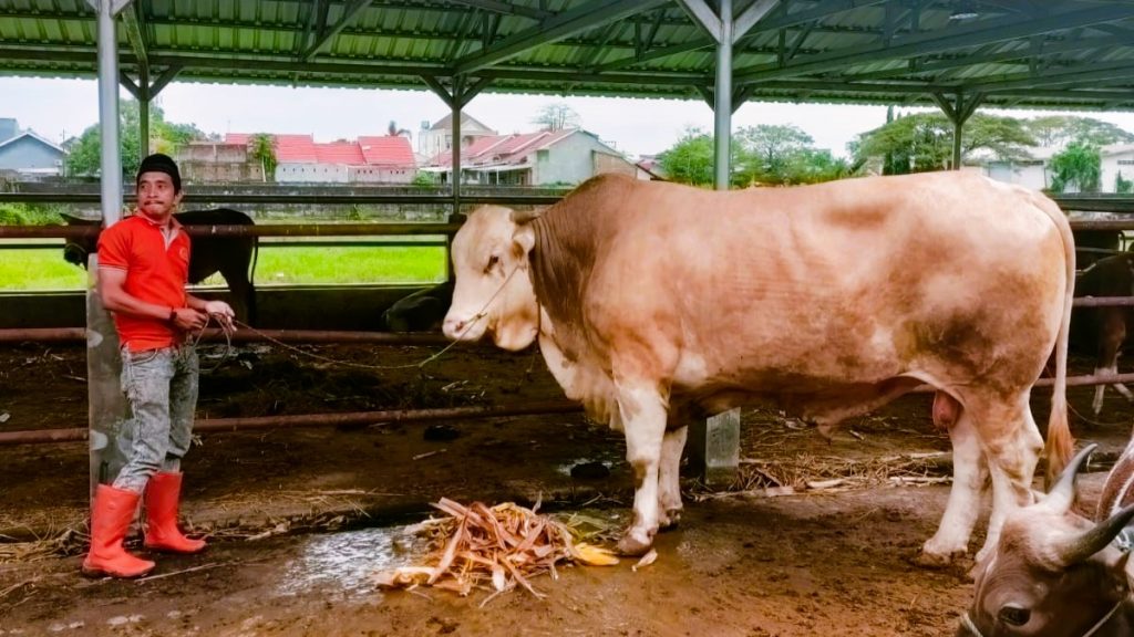Gubernur Andi Sudirman Dapat Sumbangan Sapi Seberat 1,4 ton, Daging Kurban Disalurkan di 5 Daerah