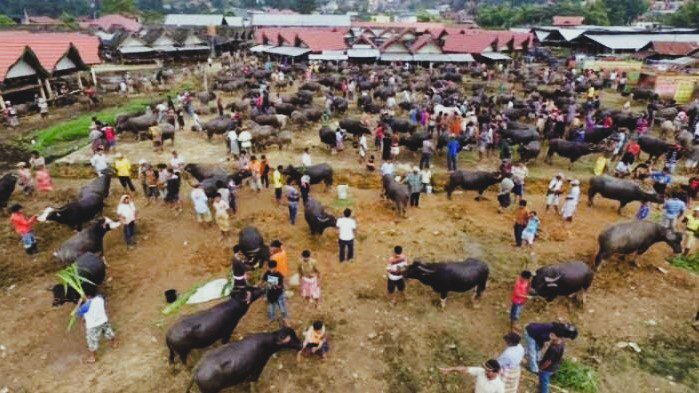 Pasar Hewan di Toraja Utara Ditutup Sementara, Kerbau Mulai Terserang Penyakit