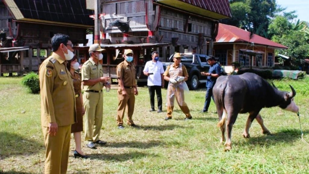 Ratusan Ekor Kerbau PMK di Toraja Utara Mulai Divaksin