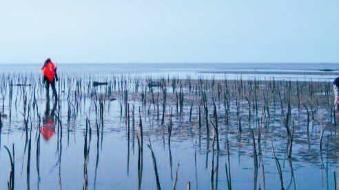 38 Ribu Batang Mangrove ditanam Dinas Kelautan dan Perikanan Sulsel di Lutim