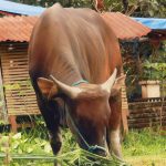 12 Sapi Kurban Gubernur Sulsel Disembelih untuk Idul Adha 1443 H