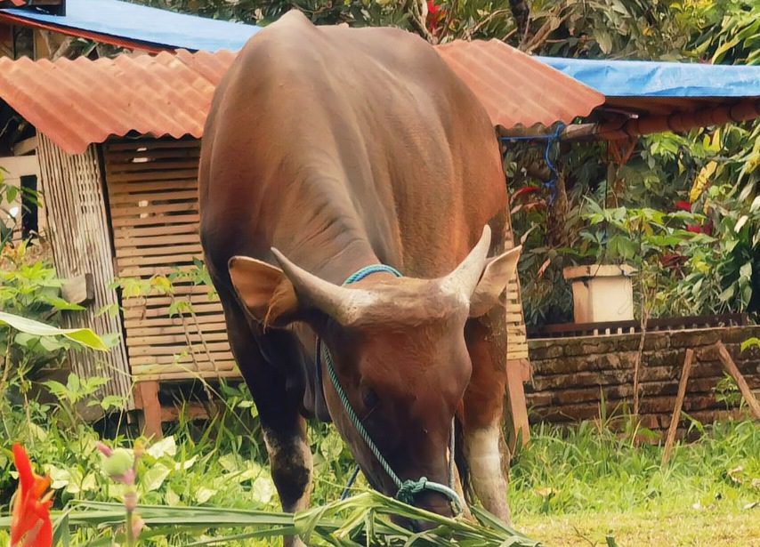 12 Sapi Kurban Gubernur Sulsel Disembelih untuk Idul Adha 1443 H