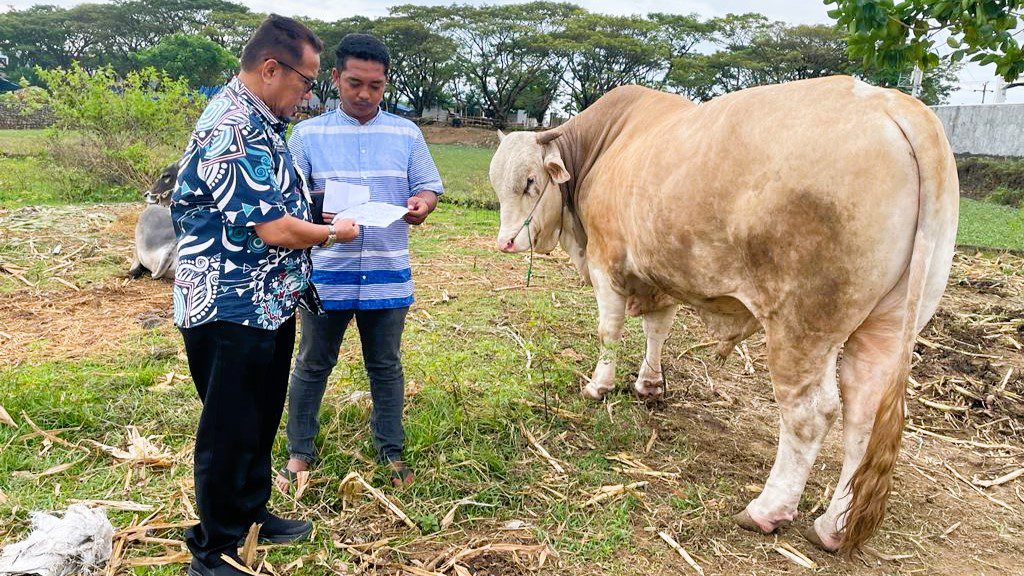 Sapi Seberat 1 ton dari Presiden Dikurbankan di Selayar 2 Sapi Seberat 1 ton dari Presiden Dikurbankan di Selayar