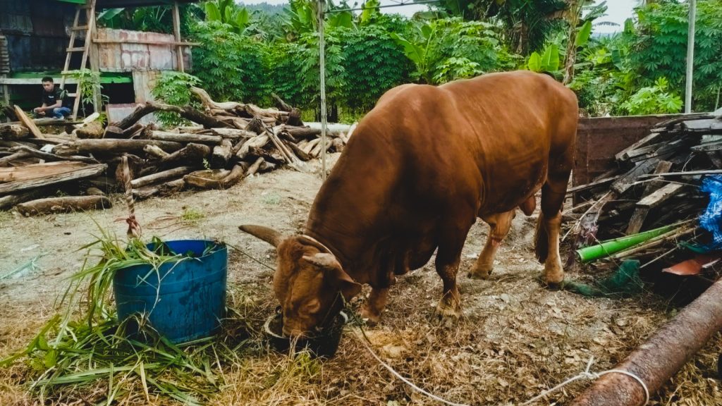 Sapi Seberat 1 ton dari Presiden Dikurbankan di Selayar