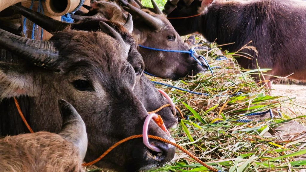 Jelang Idul Adha, Bupati Theo Larang Distribusi Hewan Kurban Keluar Masuk Tana Toraja