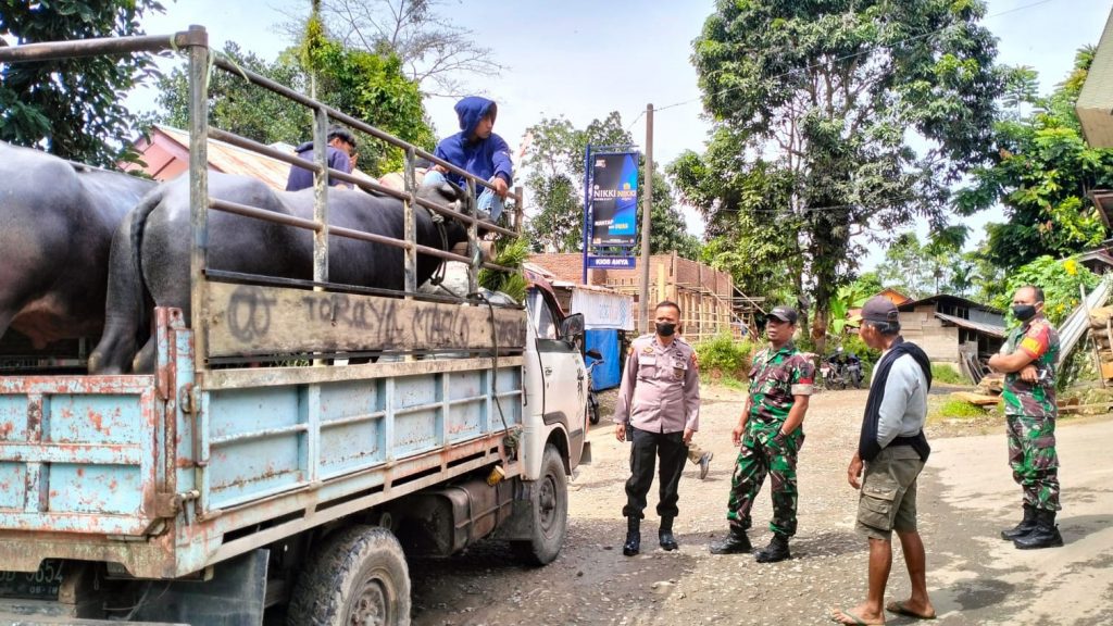 Tim Satgas PMK Tana Toraja Berhasil Gagalkan Distibusi Kerbau Melalui ‘Jalur Tikus’