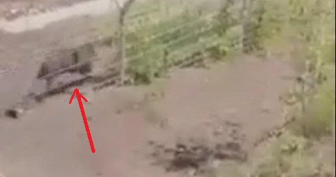 Viral! Babi Hutan Nyasar Masuk Bandara Toraja Saat Pesawat Mendarat