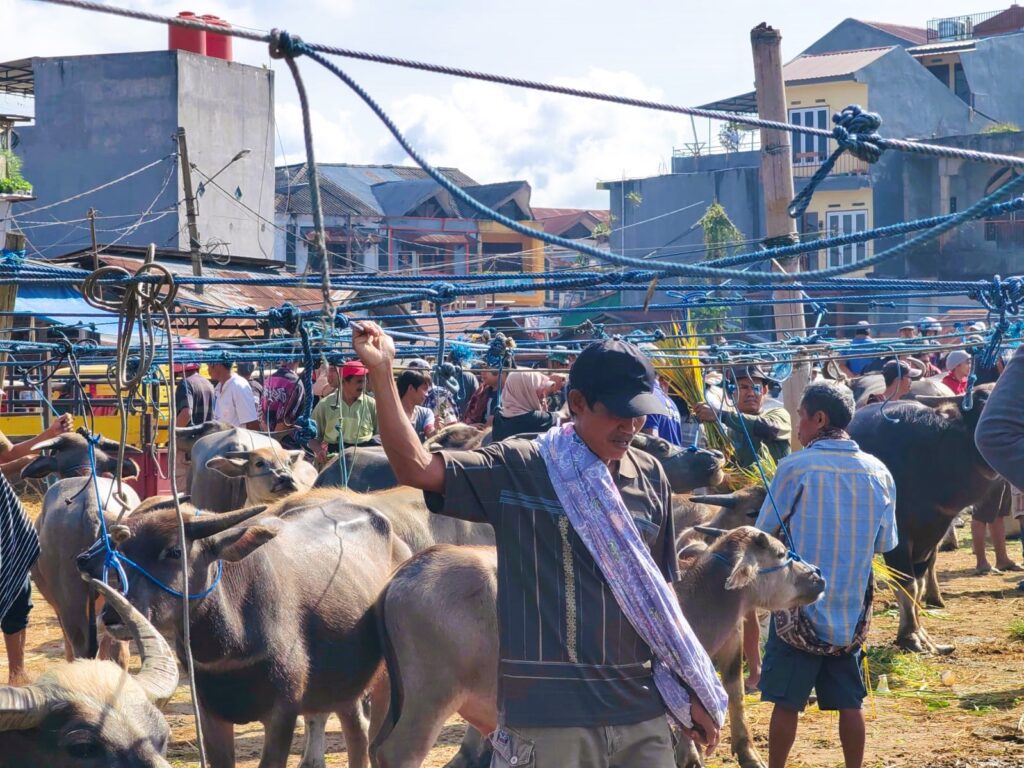 Toraja Utara Zero Kasus PMK, Geliat Ekonomi di Pasar Hewan Bolu Mulai Pulih