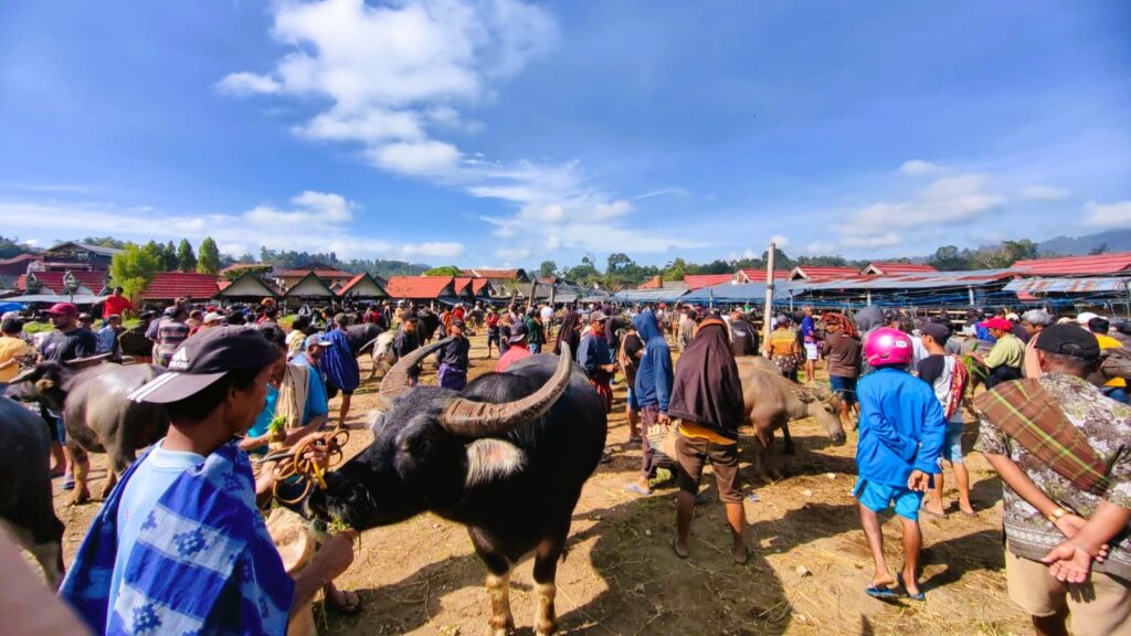 Toraja Utara Zero Kasus PMK, Geliat Ekonomi di Pasar Hewan Bolu Mulai Pulih