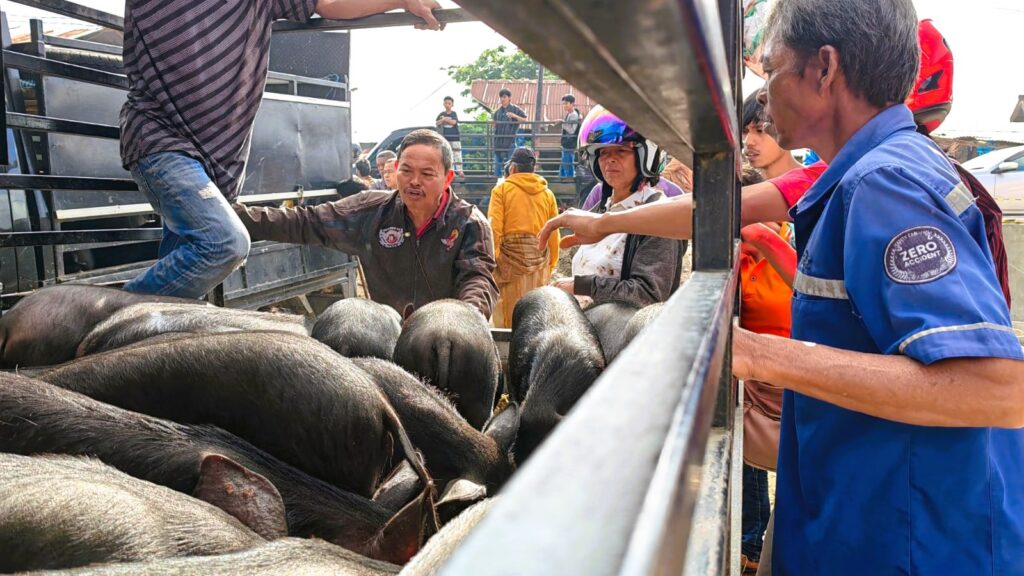 Toraja Utara Zero Kasus PMK, Geliat Ekonomi di Pasar Hewan Bolu Mulai Pulih