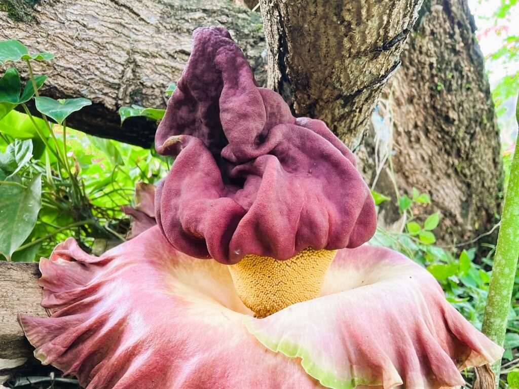 Pulang Dari Toraja, Pemuda Ini Kaget Lihat Bungai Bangkai Depan Rumahnya