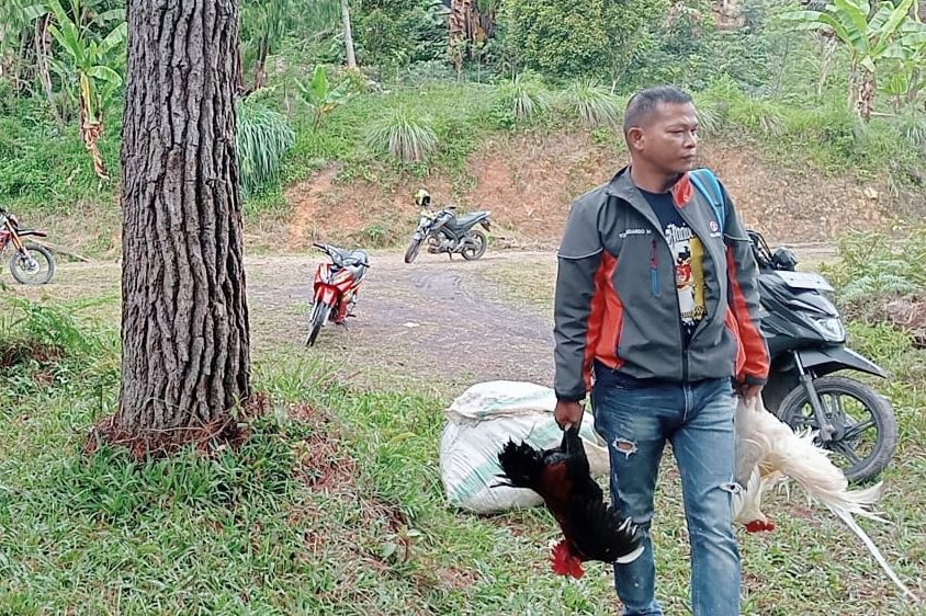 Kapolsek Sanggalangi Geram! Namanya Kerap Dicatut Bekingi Judi Sabung Ayam