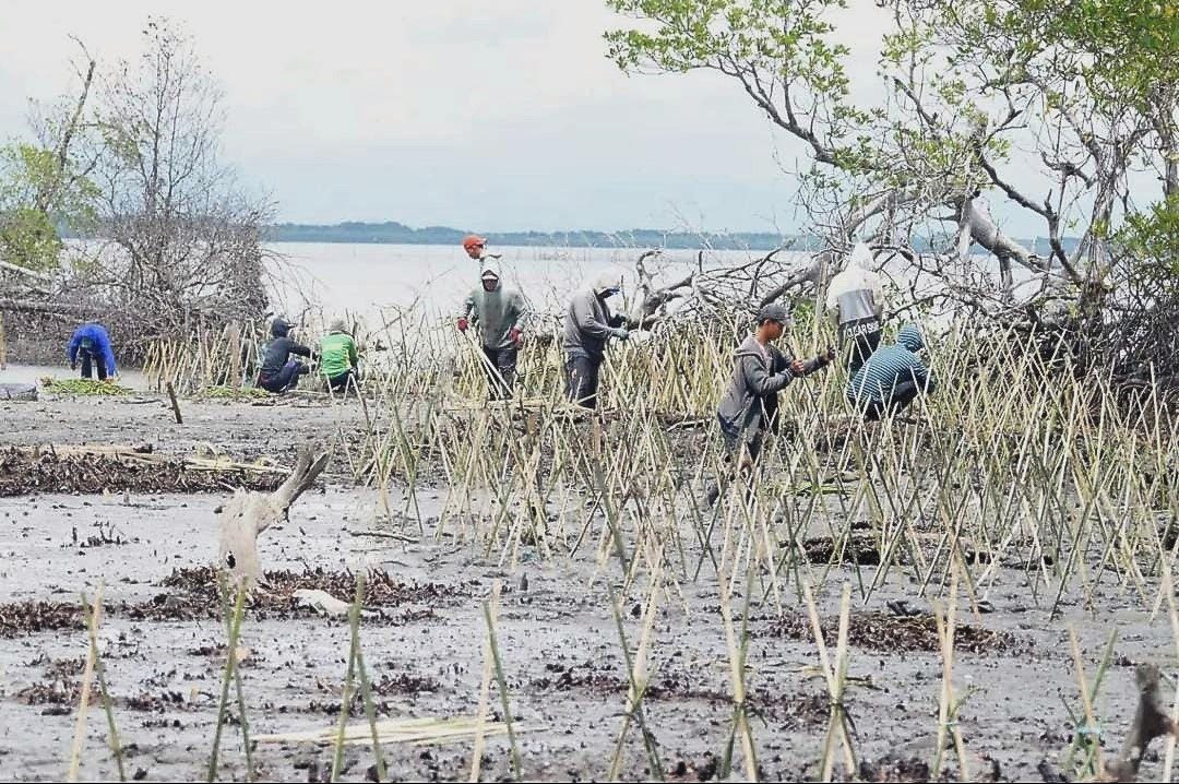 DKP Sulsel Bersama Masyarakat Pelestari Lingkungan Tanam 40 Ribu Batang Mangrove di Pesisir Wajo