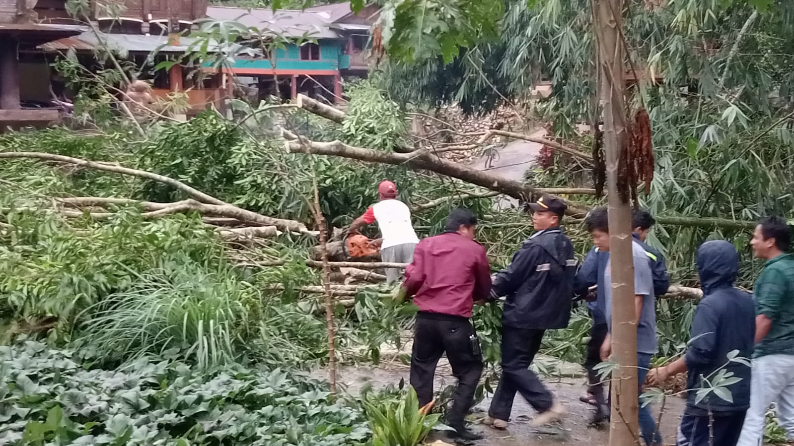 Cuaca Ektrim Tumbangkan Pohon Timpa Tiang Listrik di Sanggalangi Toraja Utara