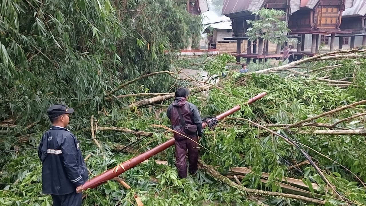 Cuaca Ektrim Tumbangkan Pohon Timpa Tiang Listrik di Sanggalangi Toraja Utara