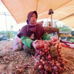 Enrekang Suplai Bawang Merah ke Luar Pulau Sulawesi, Produksi 145 Ton Per Tahun