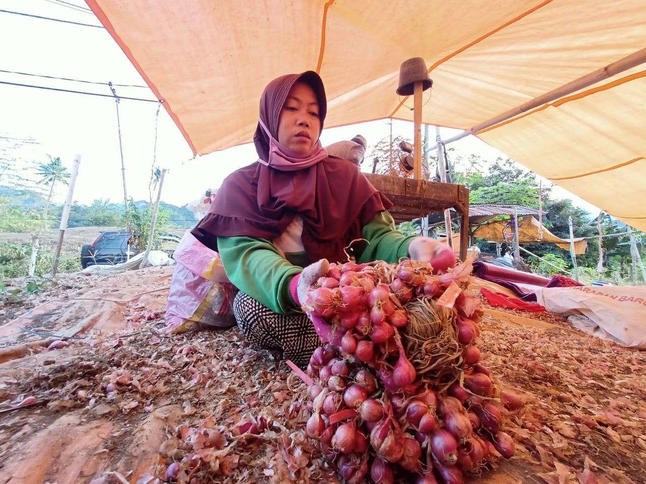 Enrekang Suplai Bawang Merah ke Luar Pulau Sulawesi, Produksi 145 Ton Per Tahun