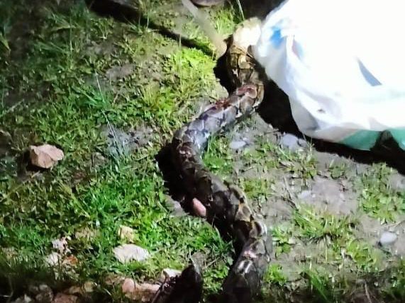 Ular Piton Pemangsa Ayam Warga di Balusu Toraja Utara Ditangkap
