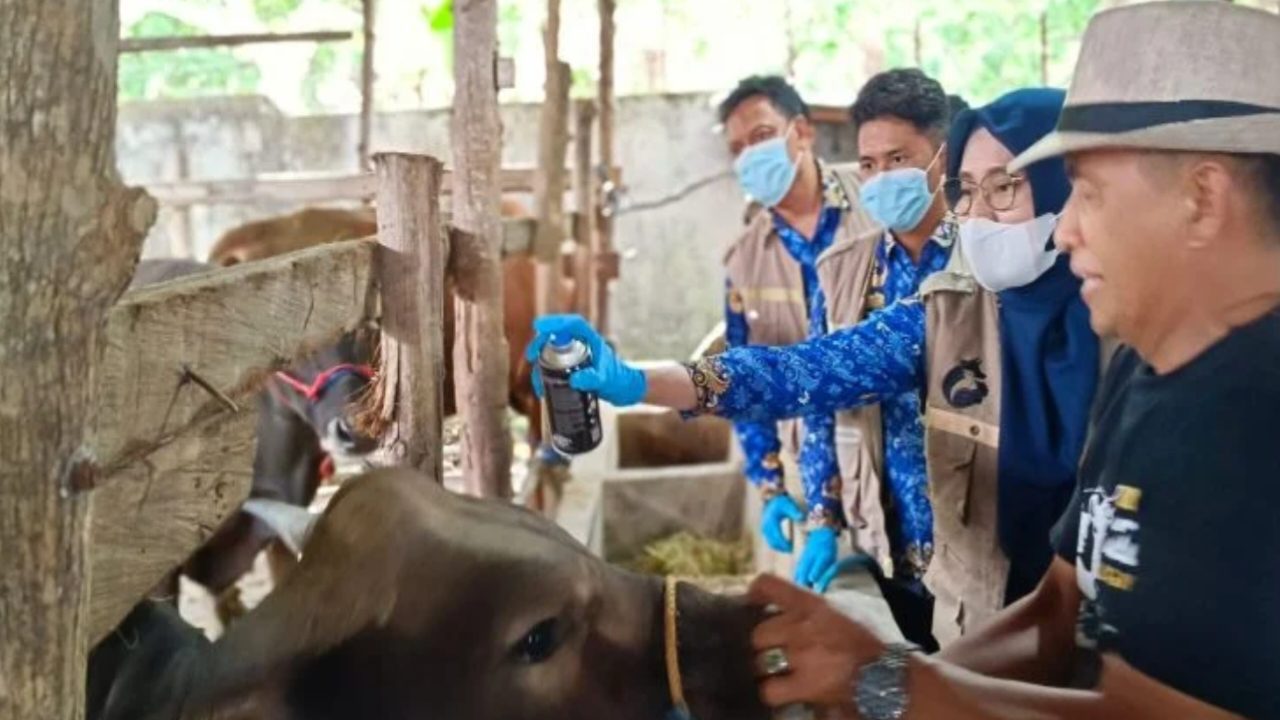 Jelang Idul Hari Raya Adha DPKP Kota Parepare Intens Periksa Kesehatan Hewan 1 Jelang Idul Hari Raya Adha DPKP Kota Parepare Intens Periksa Kesehatan Hewan