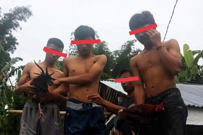 Tiga Pemuda Spesialis Pencuri Ayam di Toraja Utara Ditangkap, Nyaris Digebuk Warga