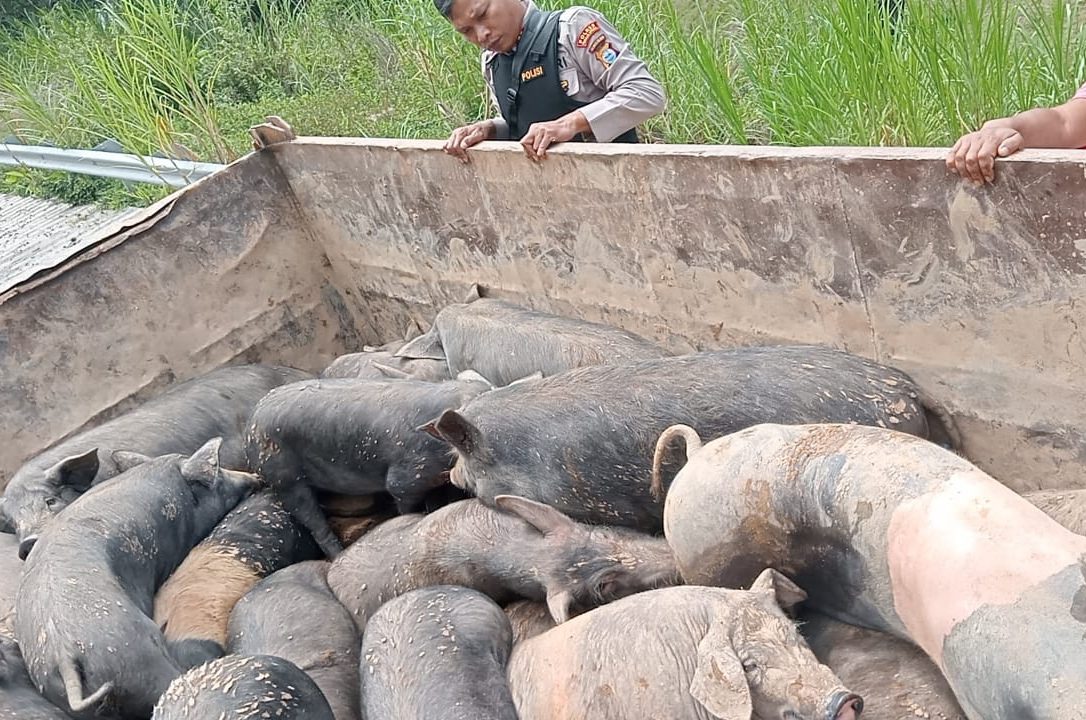Polsek Sanggalangi Gagalkan Penyelundupan 70 Ekor Babi Jalur Bastem-Rantebua Toraja Utara