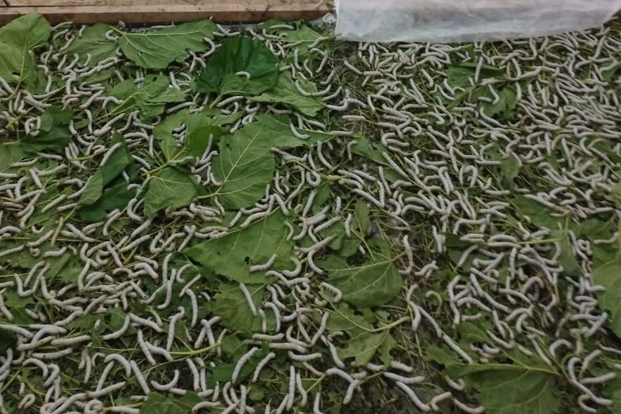 UPTD Pengelolaan Sutera di Wajo Telah Beproduksi Hasilkan Benang Lusi