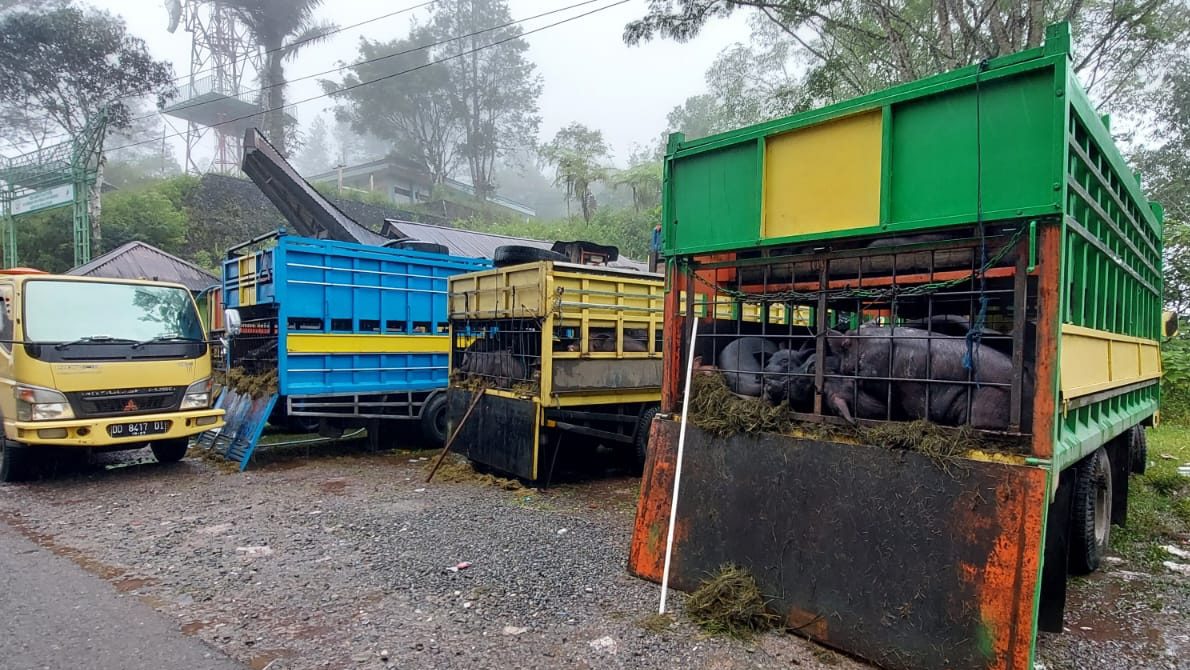 4 Truk Angkut Ratusan Babi Dihentikan di Kaleakan Toraja Utara, Ini Nama Pemiliknya