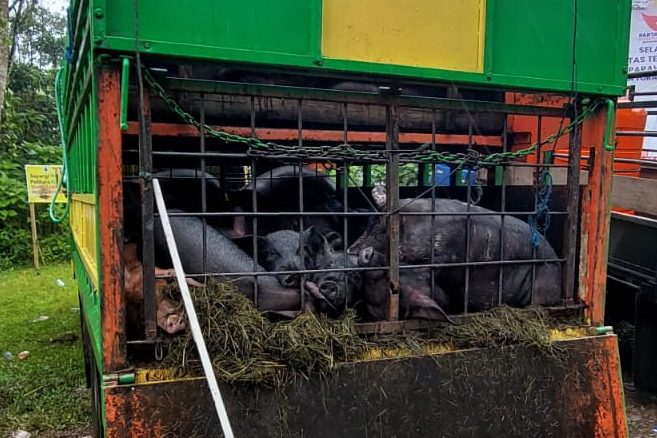 4 Truk Angkut Ratusan Babi Dihentikan di Kaleakan Toraja Utara, Ini Nama Pemiliknya