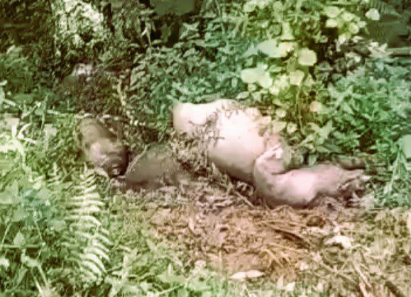 Belasan Bangkai Babi Dibuang di Pinggir Jalan Poros Palopo-Toraja