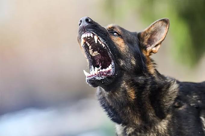 Januari-Mei 2023, 421 Warga di Tana Toraja Digigit Hewan Penyebar Rabies 1 Januari-Mei 2023, 421 Warga di Tana Toraja Digigit Hewan Penyebar Rabies