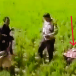 Sosok Mayat Pria Ditemukan di Sawah di Toraja Utara, Ternyata Korban Kecelakaan
