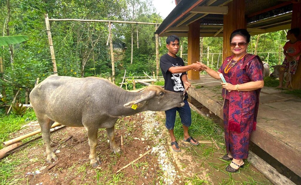 Senator Lily Salurapa Serahkan Bantuan Puluhan Kerbau ke Peternak di Toraja Utara