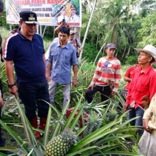 Desa Palippu Bakal Dijadikan Percontohan Pengembangan Nanas di Sulsel