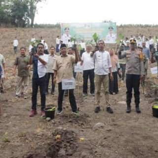 Pj Gubernur Sulsel Tanam Bibit Pisang Cavendish, Ingin Kembalikan Kejayaan Parepare