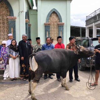 Idul Adha 1445 H, Pemkab Toraja Utara Serahkan Hewan Kurban di Empat Masjid
