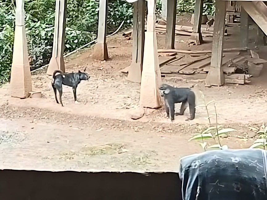 Digigit Monyet, Pria di Malimbong Balepe Dilarikan ke PKM untuk Suntik Rabies