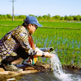Program Pompanisasi Dorong Lonjakan Besar Produksi Beras Nasional