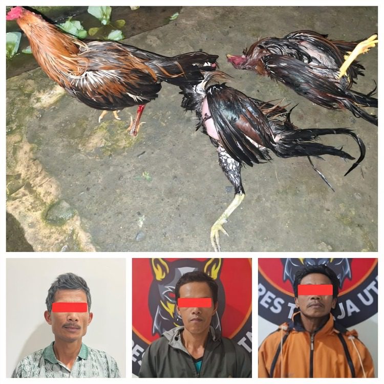 Pelaku Judi Sabung Ayam di Sopai Ditangkap, Sempat Melawan Polisi