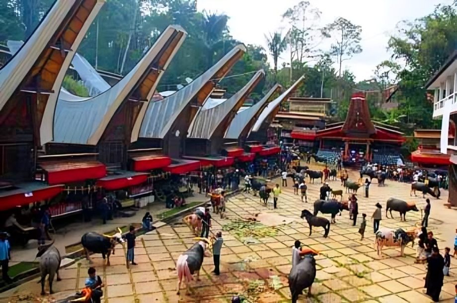 Retribusi Potong Hewan di Toraja Utara Disorot, Kerbau Dipalak Hingga Sejuta, Babi 100 Ribu