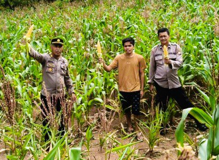 Kapolsek Mengkendek Panen Perdana Jagung, Dukung Ketahanan Pangan
