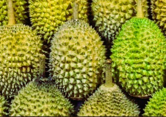 Festival Durian Sulawesi 2025 Siap Meriahkan Kota Palopo