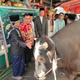 Bupati Tana Toraja Serahkan Sapi Kurban Presiden Prabowo Bobot 1,1 Ton
